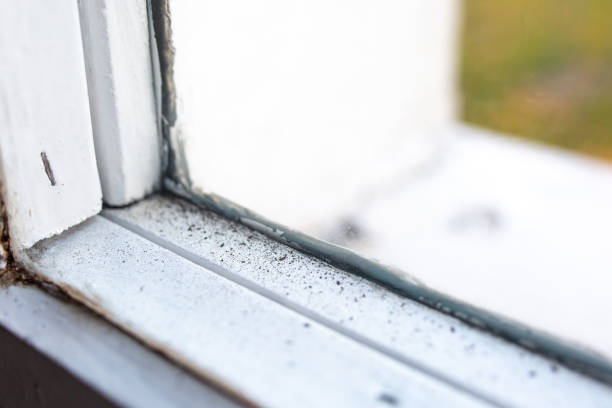 Best Mold Documentation for Insurance Claims  in Bloomfield, IN